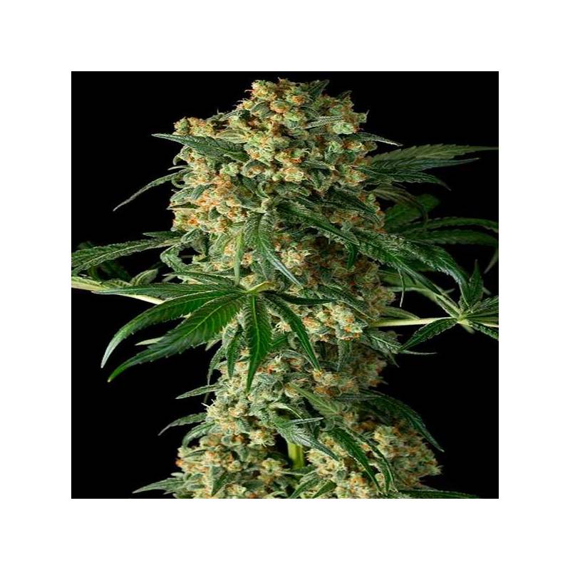 Big Kush Feminizada de Dinafem