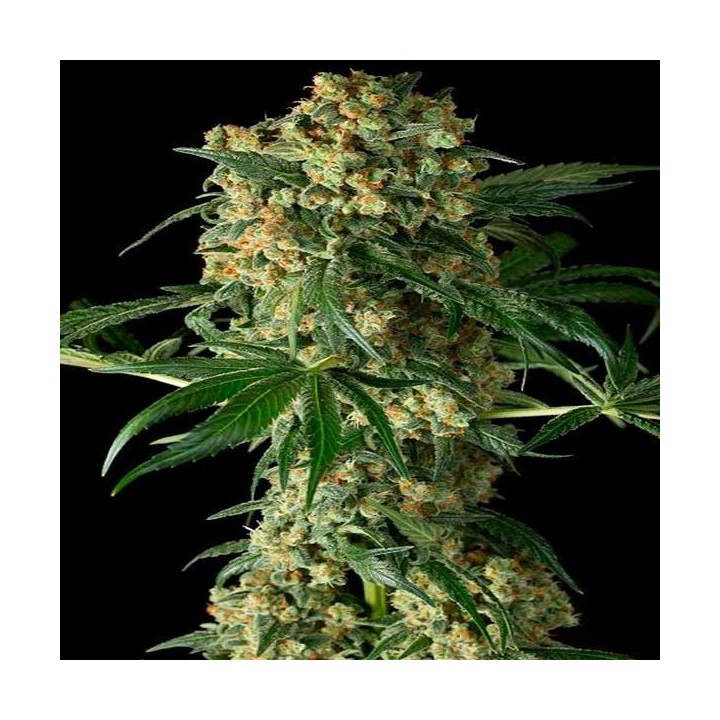 Big Kush Feminizada de Dinafem