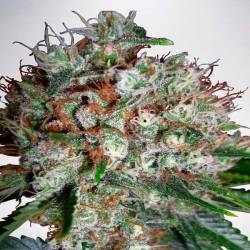 Big Bud XXL Autofloreciente Feminizada de Zambeza Seeds