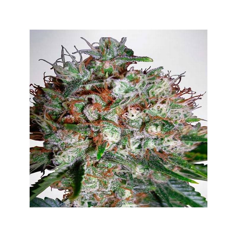 Big Bud XXL Autofloreciente Feminizada de Zambeza Seeds Big Bud XXL Autofloreciente Feminizada de Zambeza Seeds