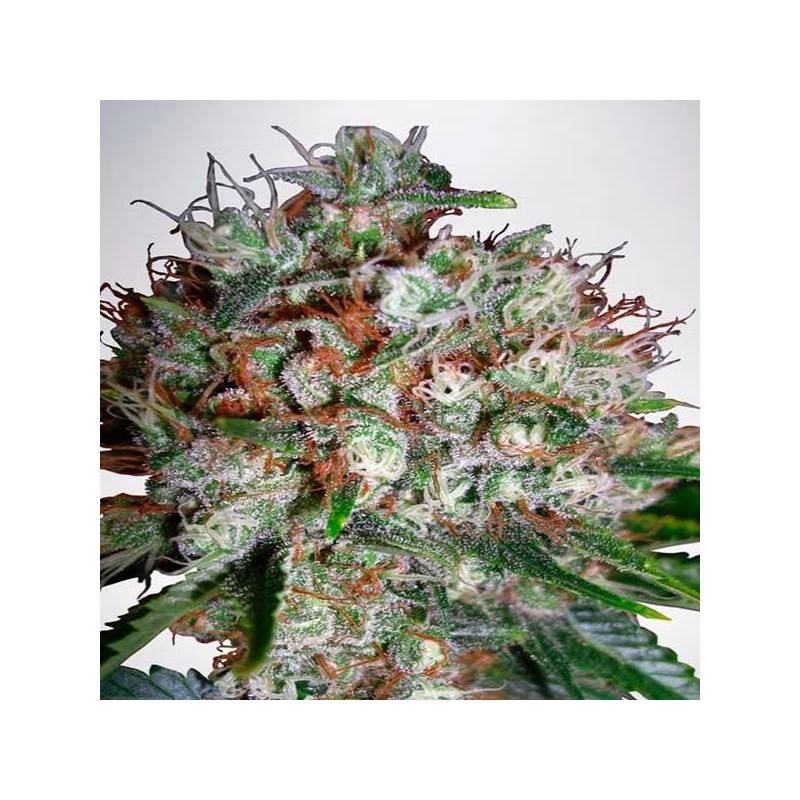 Big Bud XXL Autofloreciente Feminizada de Zambeza Seeds