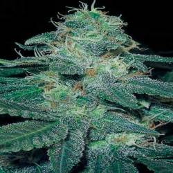 Bc Diesel Feminizada de Blimburn Seeds