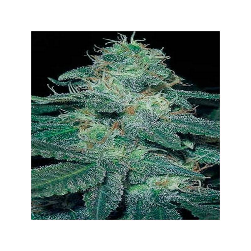 Bc Diesel Feminizada de Blimburn Seeds