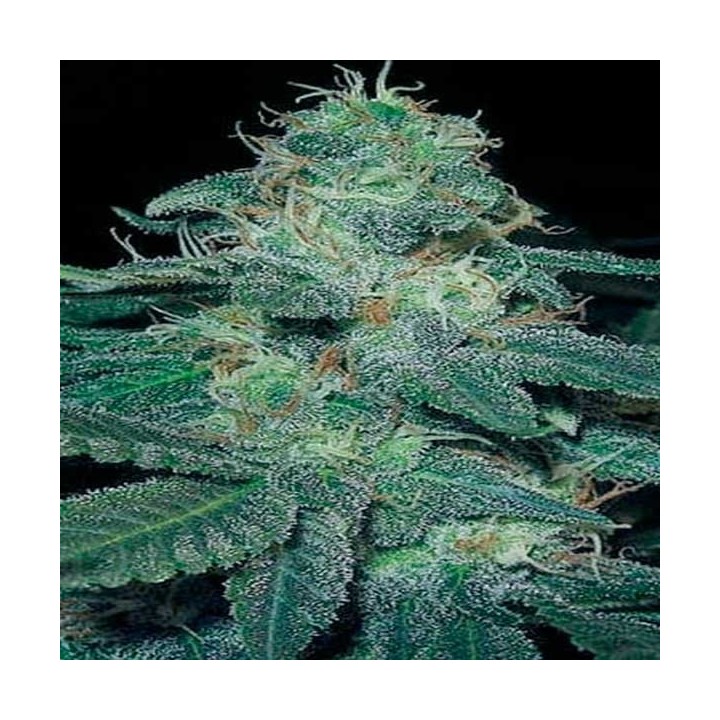 Bc Diesel Feminizada de Blimburn Seeds