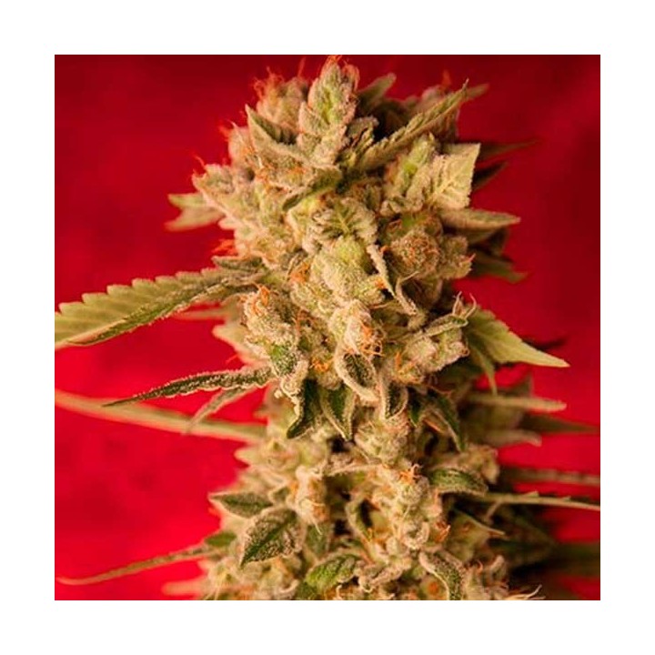 Bass Line Regular de Reggae Seeds