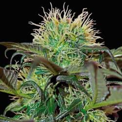 Badazz Cheese Feminizada de Big Buddha Seeds