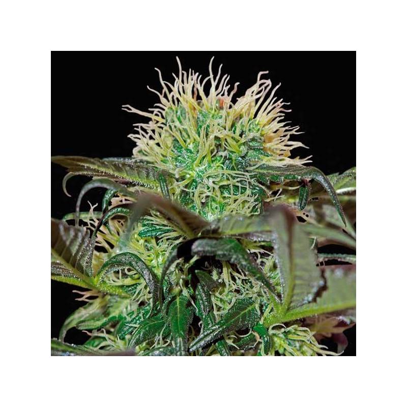 Badazz Cheese Feminizada de Big Buddha Seeds