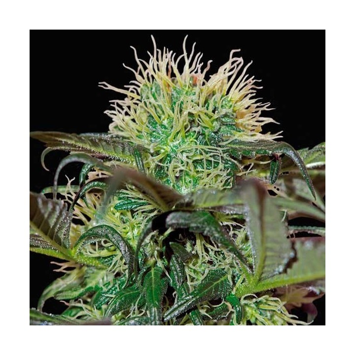 Badazz Cheese Feminizada de Big Buddha Seeds