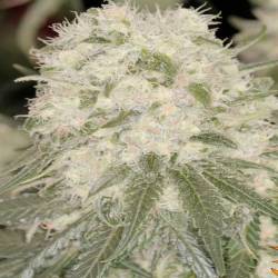 Bad Azz Kush Feminizada de Barney's Farm