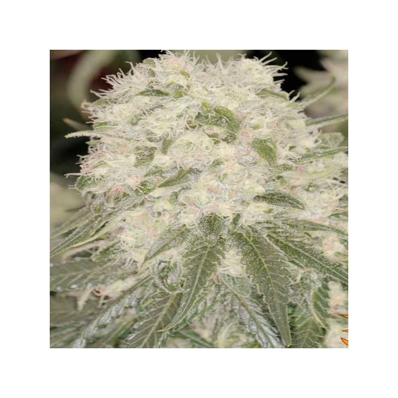 Bad Azz Kush Feminizada de Barney's Farm