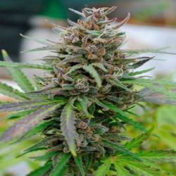 Baby Boom CBD Autofloreciente Feminizada de Kannabia Seeds