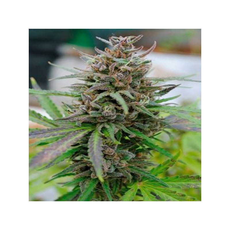 Baby Boom CBD Autofloreciente Feminizada de Kannabia Seeds