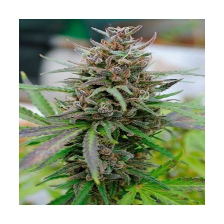 Baby Boom CBD Autofloreciente Feminizada de Kannabia Seeds