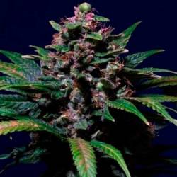 Ayahuasca Purple Feminizada de Barney's Farm