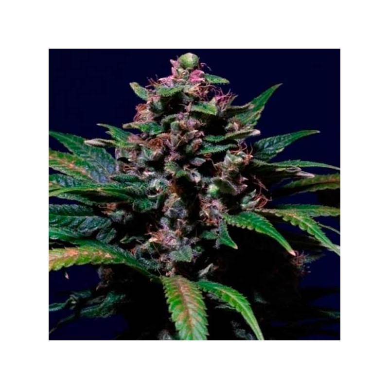 Ayahuasca Purple Feminizada de Barney's Farm