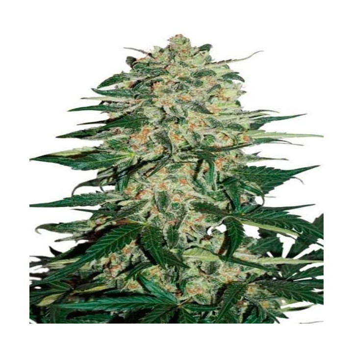 Night Queen Autofloreciente Feminizada de Dutch Passion