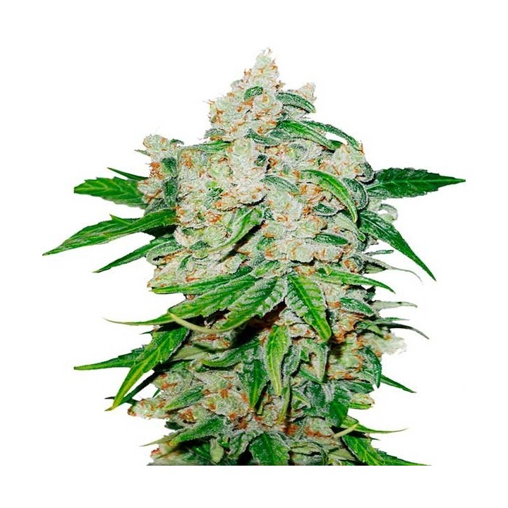 Brooklyn Sunrise Autofloreciente Feminizada de Dutch Passion