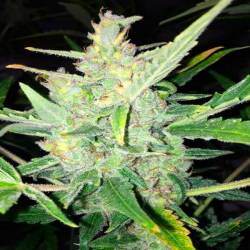 White Widow X Big Bud Autofloreciente Feminizada de Female Seeds