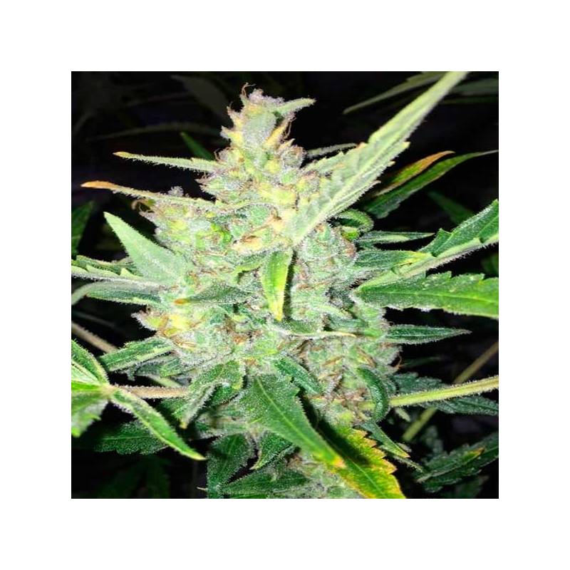 White Widow X Big Bud Autofloreciente Feminizada de Female Seeds