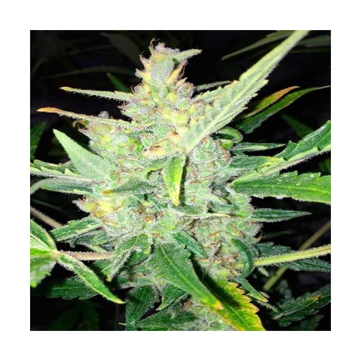 White Widow X Big Bud Autofloreciente Feminizada de Female Seeds
