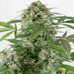 White Widow Autofloreciente Feminizada de Biological Seeds