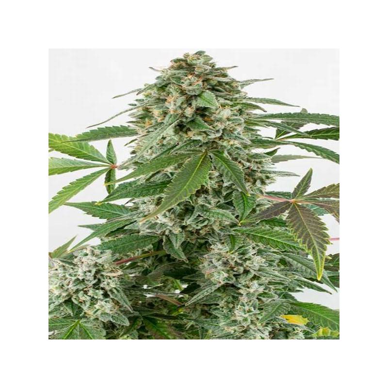 White Widow Autofloreciente Feminizada de Biological Seeds