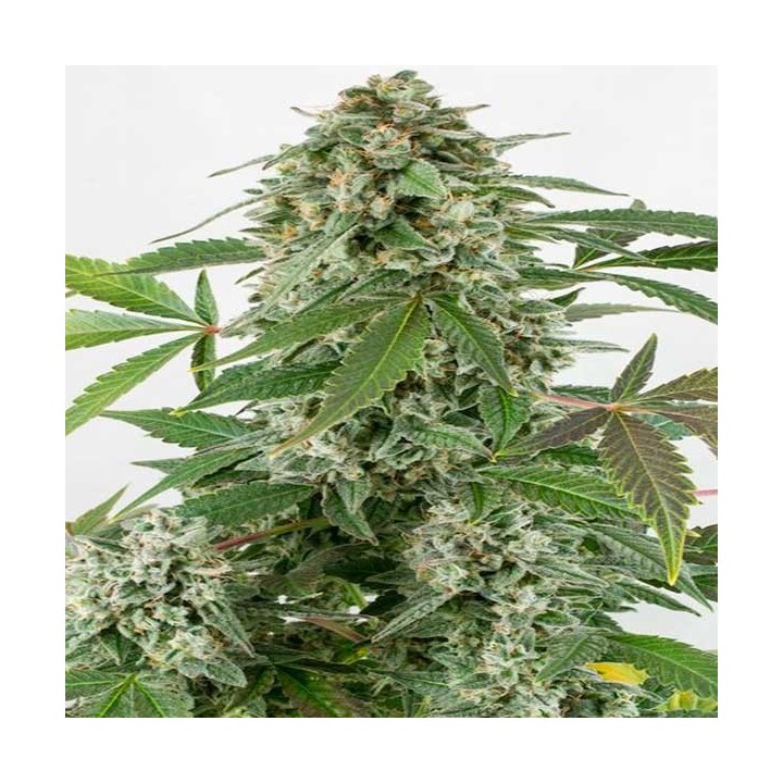 White Widow Autofloreciente Feminizada de Biological Seeds