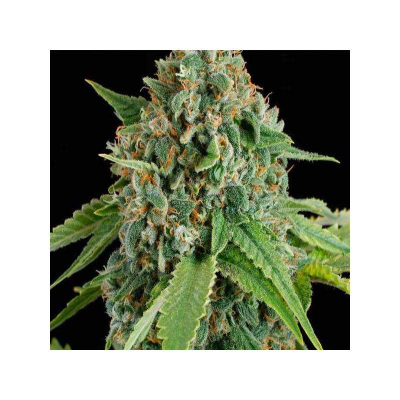 White Widow Autofloreciente White Widow Autofloreciente