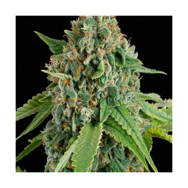 White Widow Autofloreciente Feminizada de Nirvana