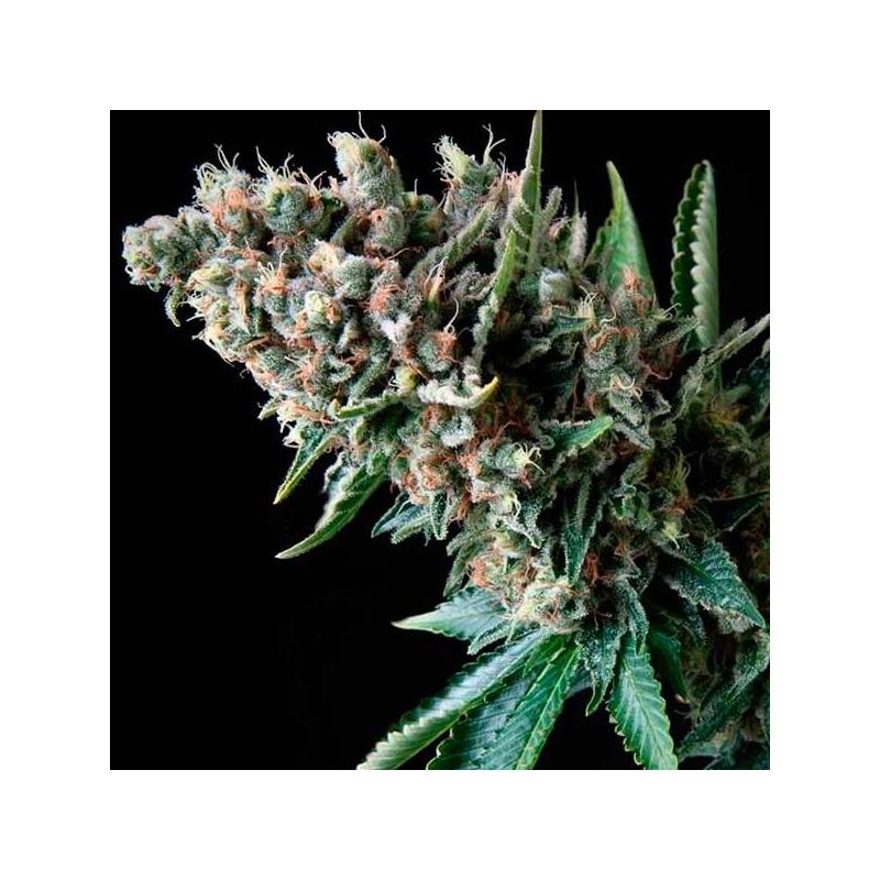 Super Og Kush Autofloreciente Feminizada de Pyramid Seeds