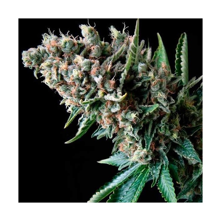 Super Og Kush Autofloreciente Feminizada de Pyramid Seeds