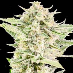 Reek'N Autofloreciente Feminizada de Devils Harvest Seeds