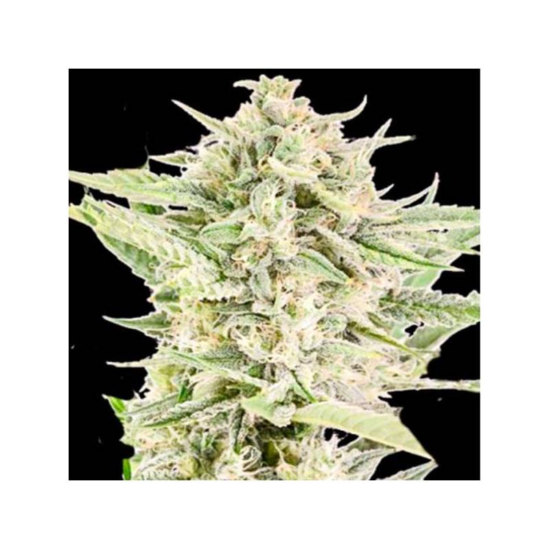 Reek'N Autofloreciente Feminizada de Devils Harvest Seeds