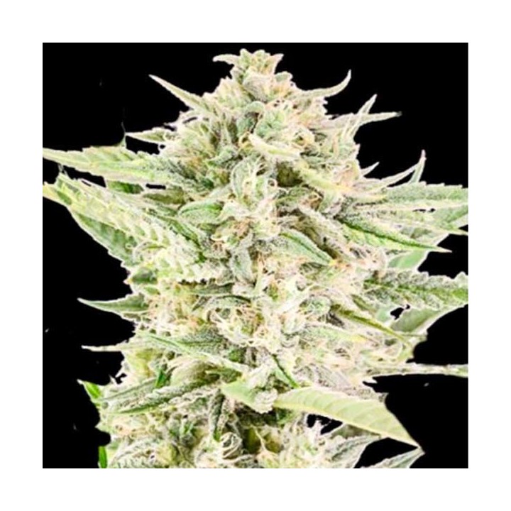 Reek'N Autofloreciente Feminizada de Devils Harvest Seeds