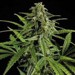 Oxus Autofloreciente Feminizada de Exclusive Seeds