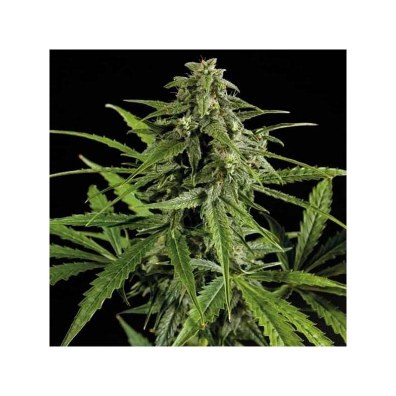 Oxus Autofloreciente Feminizada de Exclusive Seeds