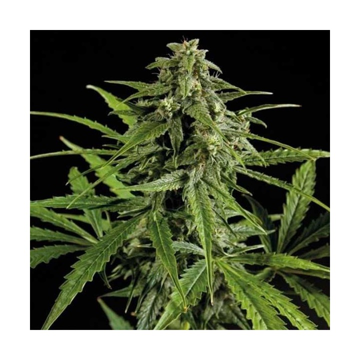 Oxus Autofloreciente Feminizada de Exclusive Seeds