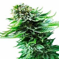 Northern Lights Autofloreciente Feminizada de Ministry Seeds