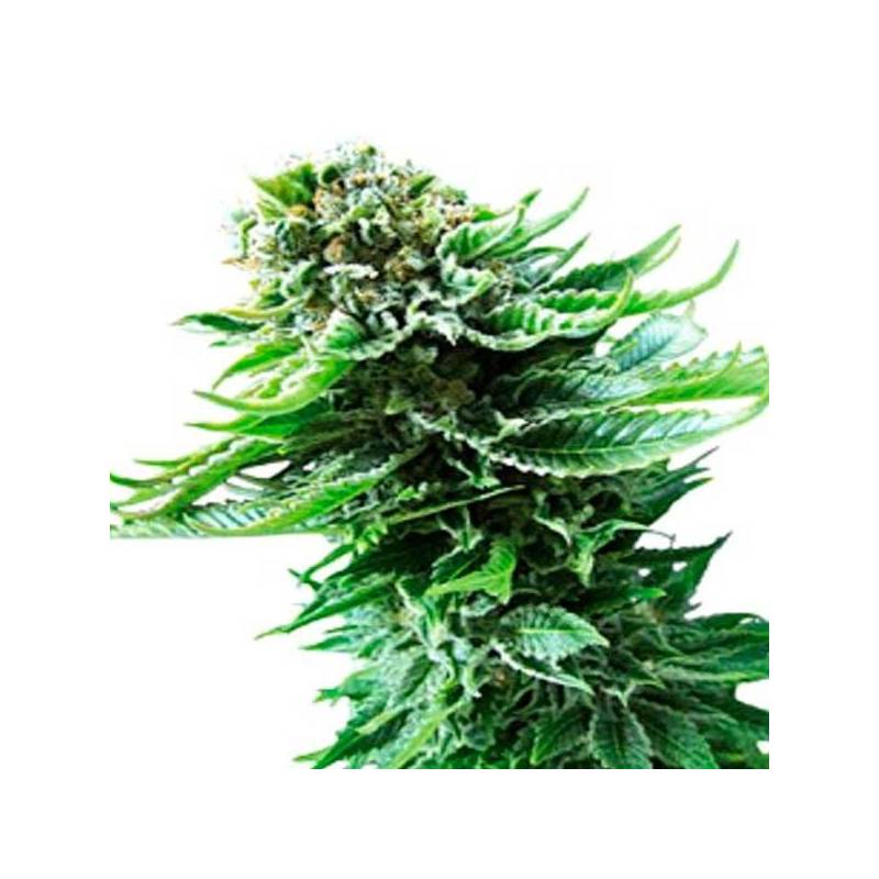 Northern Lights Autofloreciente Feminizada de Ministry Seeds