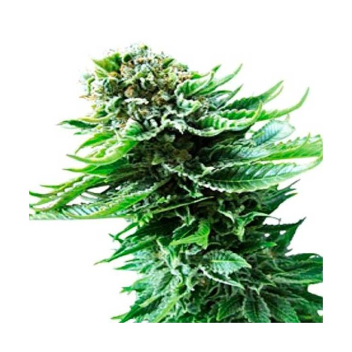 Northern Lights Autofloreciente Feminizada de Ministry Seeds
