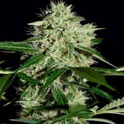 Northern Light Autofloreciente Feminizada de Biological Seeds