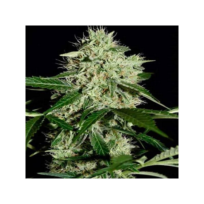 Northern Light Autofloreciente Feminizada de Biological Seeds