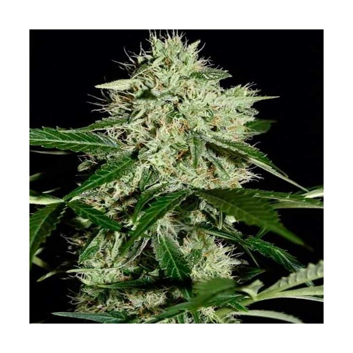 Northern Light Autofloreciente Feminizada de Biological Seeds