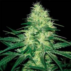 Nemo Autofloreciente Feminizada de Exclusive Seeds