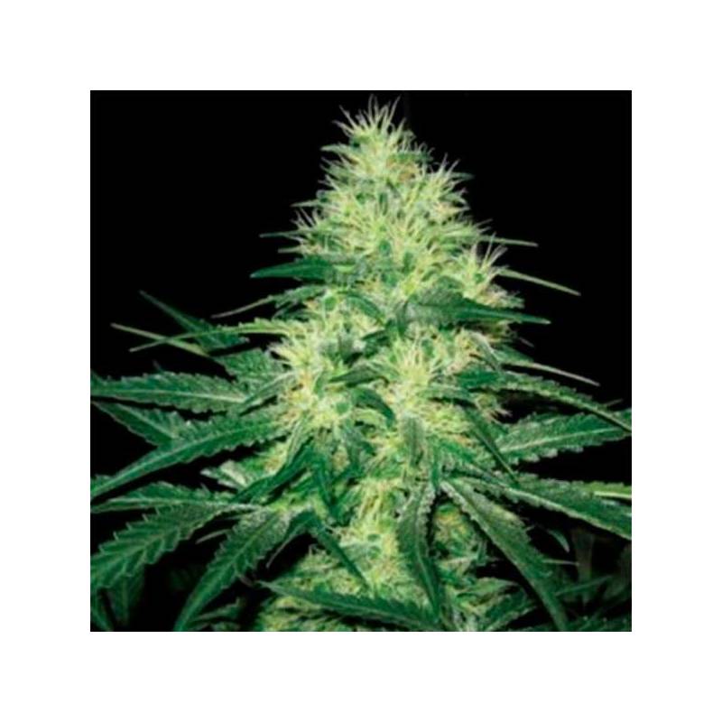 Nemo Autofloreciente Feminizada de Exclusive Seeds