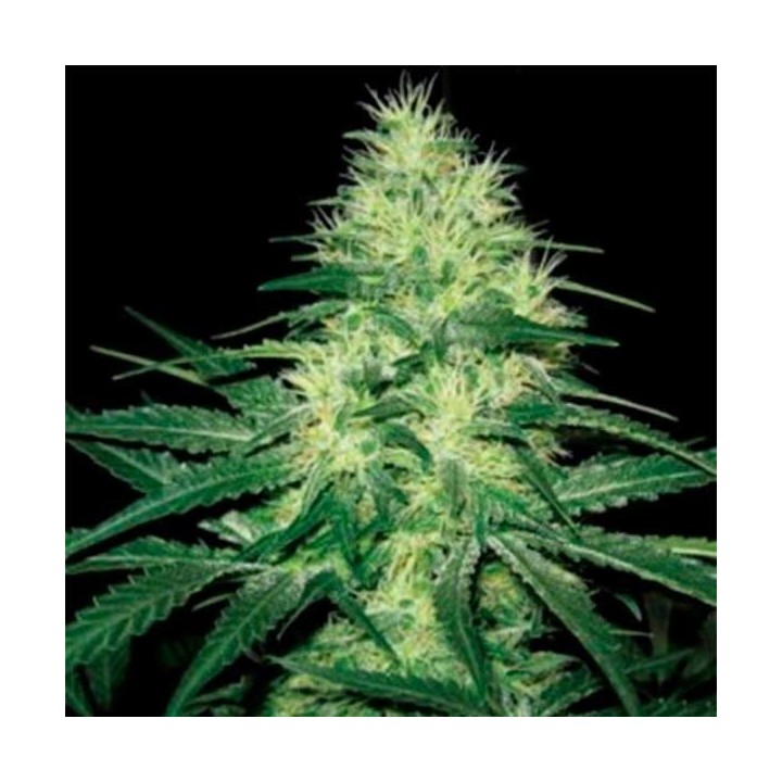 Nemo Autofloreciente Feminizada de Exclusive Seeds