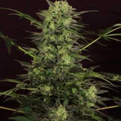 Mk-Ultra Kush Autofloreciente Feminizada de T.H. Seeds