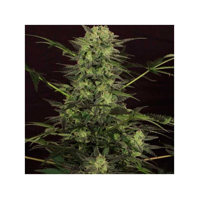 Mk-Ultra Kush Autofloreciente Feminizada de T.H. Seeds