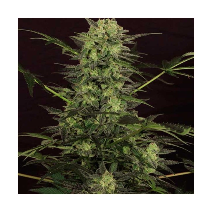 Mk-Ultra Kush Autofloreciente Feminizada de T.H. Seeds