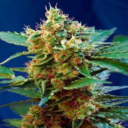 Mandarina Autofloreciente Feminizada de Exclusive Seeds